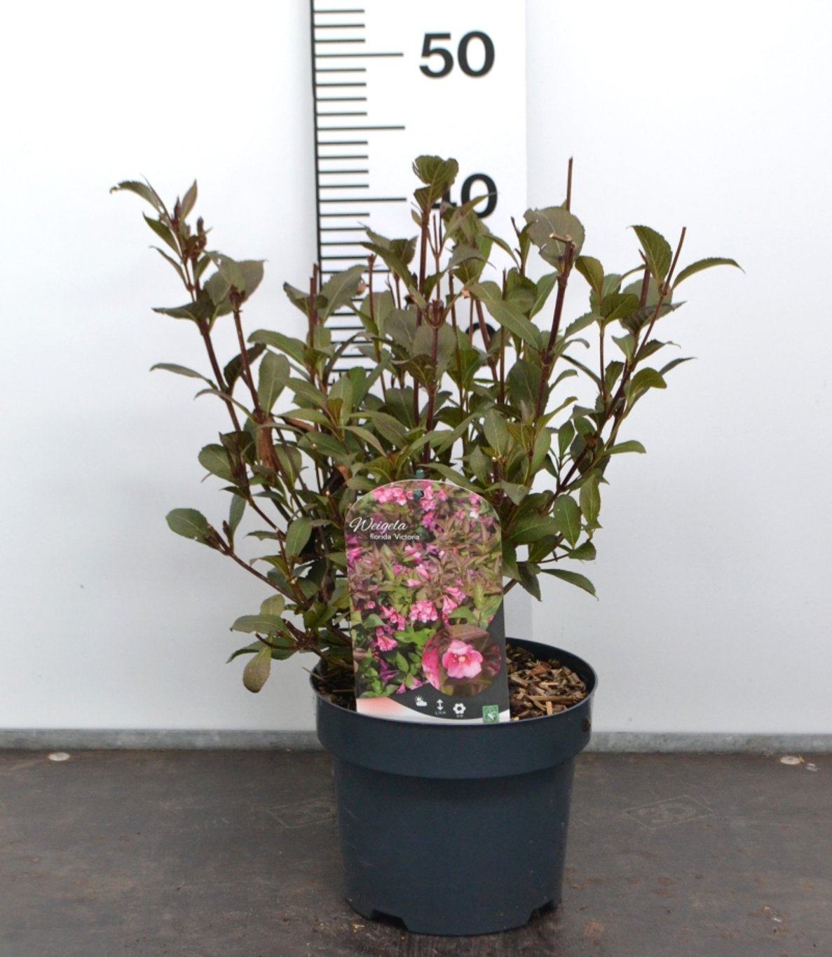 Weigela florida 'Victoria' - C3 20-40 CM